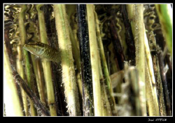 A young pike seekig for protection in the reed :-D by Daniel Strub 